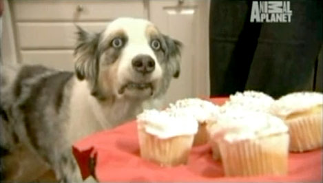 Stains the dog wants a cupcake